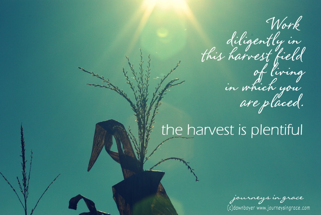 plentiful harvest