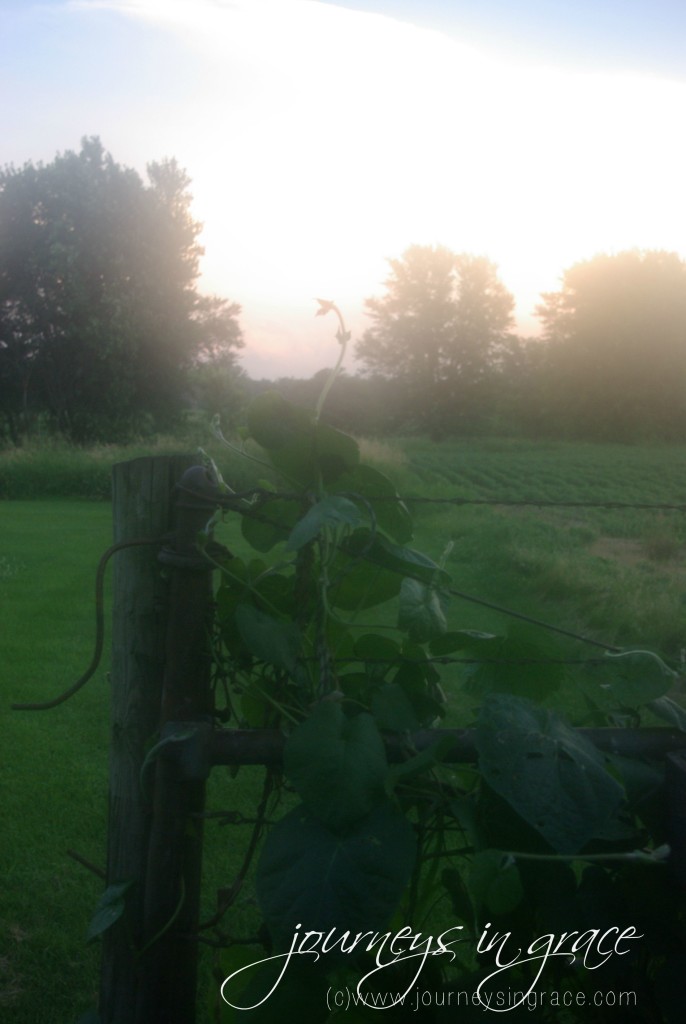 morning glory on fence
