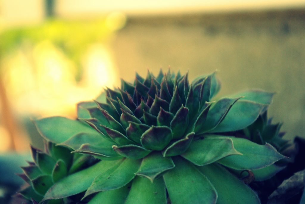 succulent